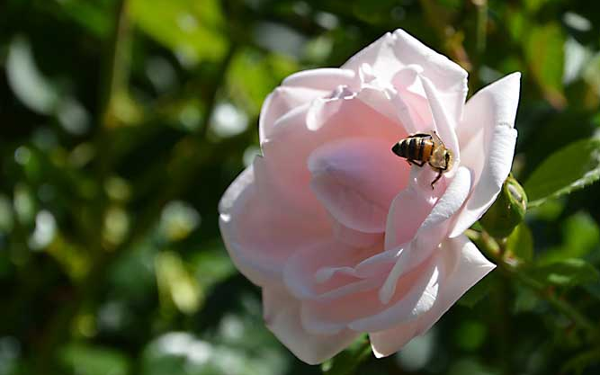 蜂种的鉴定和选购