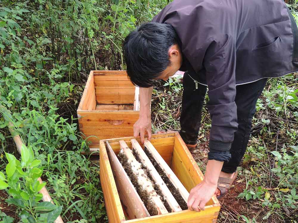 蜂群快速换蜂王的方法