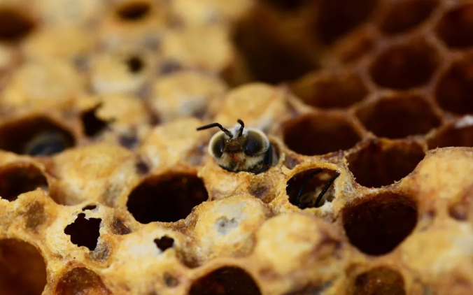 蜂胶有什么用? 蜜蜂用蜂胶做什么?