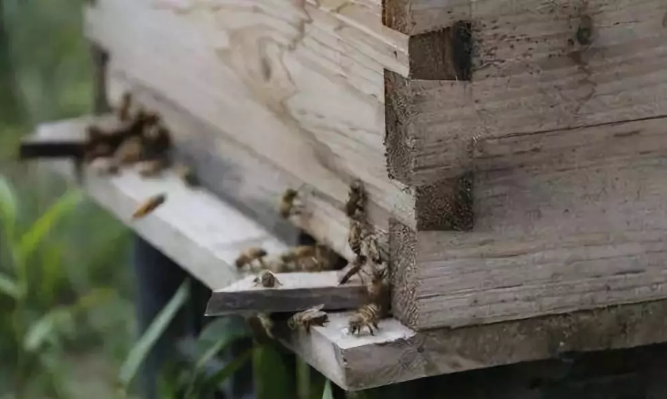初学养蜂怎么选择蜂种？