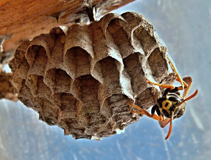 蜂胶有什么用? 蜜蜂用蜂胶做什么?