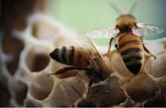 蜜蜂越冬要“十防”