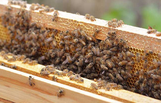 蜜蜂越冬要“十防”