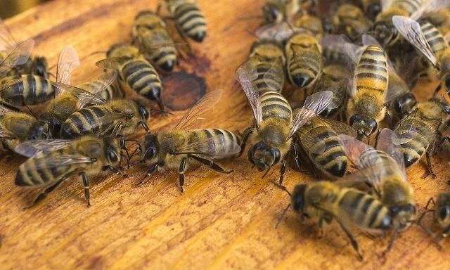 蜜蜂的平均寿命一般有多长?能活多久?