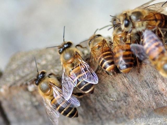 蜜蜂的平均寿命一般有多长?能活多久?