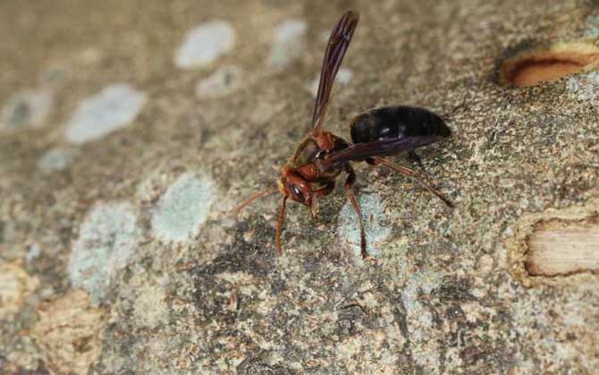 虎头蜂是不是马蜂(虎头蜂与马蜂的区别)