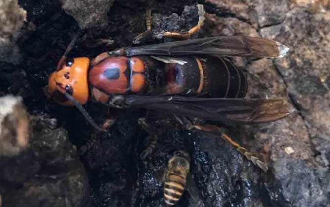 虎头蜂是不是马蜂(虎头蜂与马蜂的区别)