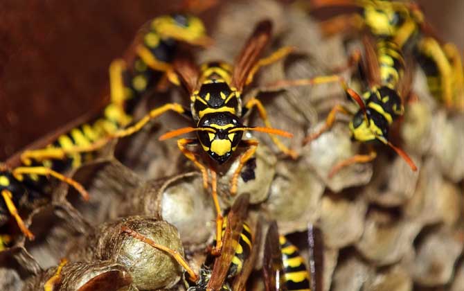 虎头蜂是不是马蜂(虎头蜂与马蜂的区别)