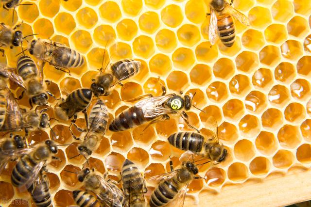 自动草稿 新蜂王1个月不产卵怎么办 – 新蜂王1个月不产卵怎么办呢