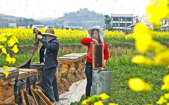 养蜂人为什么要到处跑(养蜂人全国到处跑的原因)