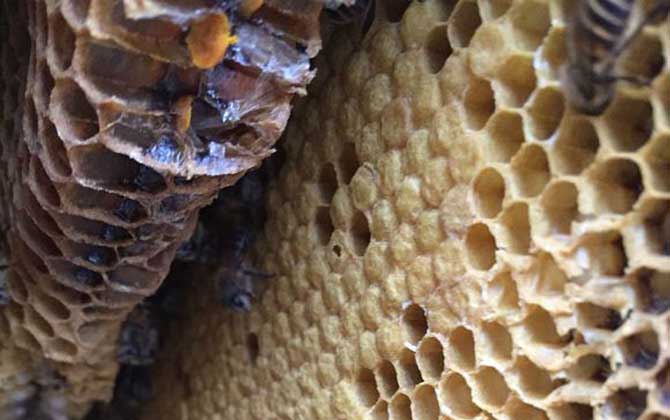 蜜蜂的窝是怎么建起来的(蜜蜂喜欢把窝建在哪里)