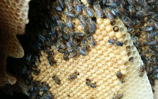 蜜蜂的窝是怎么建起来的(蜜蜂喜欢把窝建在哪里)