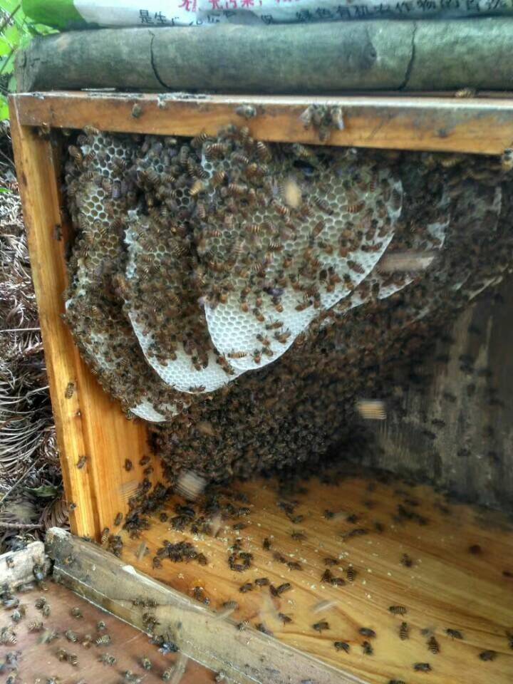 为什么那么多人喜欢阿坝中蜂(了解阿坝中蜂的前世今生)