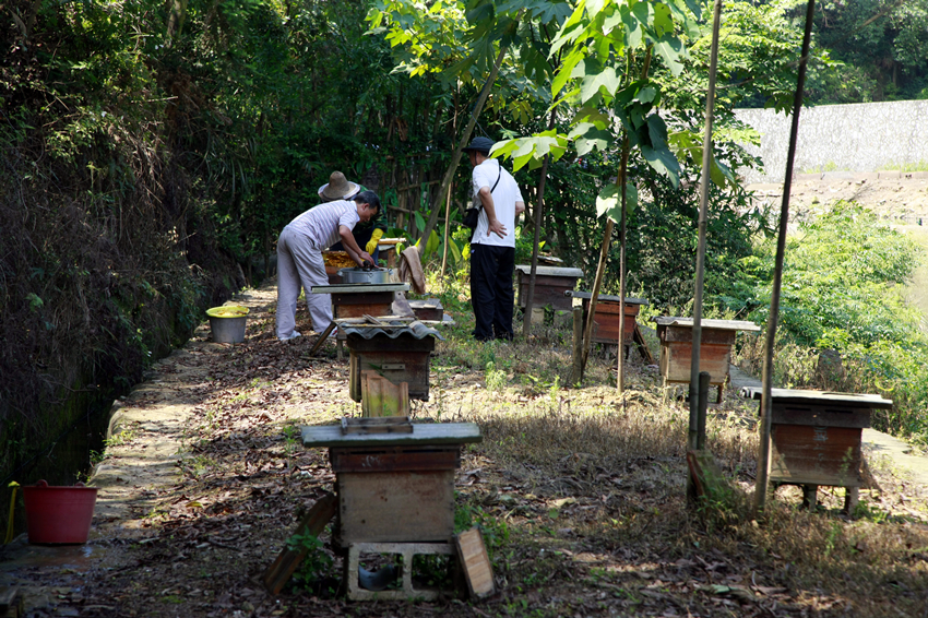 为什么那么多人喜欢阿坝中蜂(了解阿坝中蜂的前世今生)