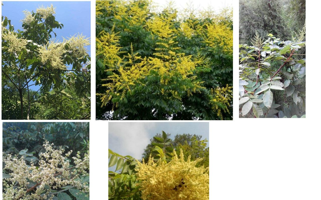 为什么那么多人喜欢阿坝中蜂(了解阿坝中蜂的前世今生)