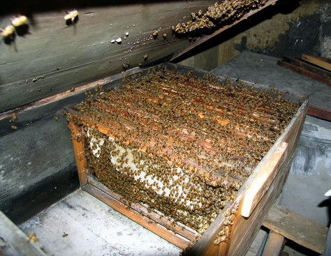 为什么那么多人喜欢阿坝中蜂(了解阿坝中蜂的前世今生)