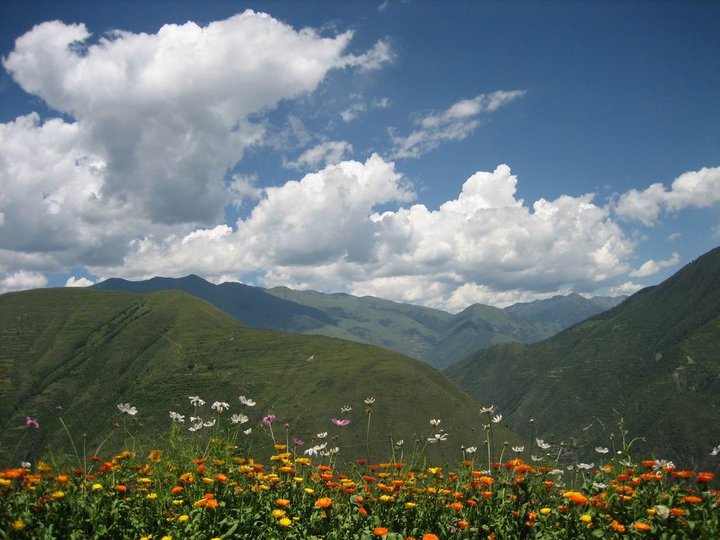 为什么那么多人喜欢阿坝中蜂(了解阿坝中蜂的前世今生)