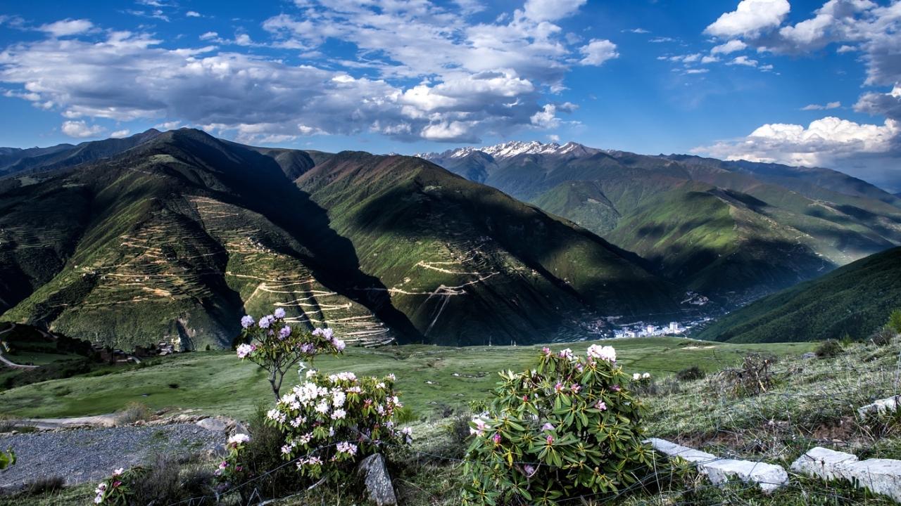 为什么那么多人喜欢阿坝中蜂(了解阿坝中蜂的前世今生)