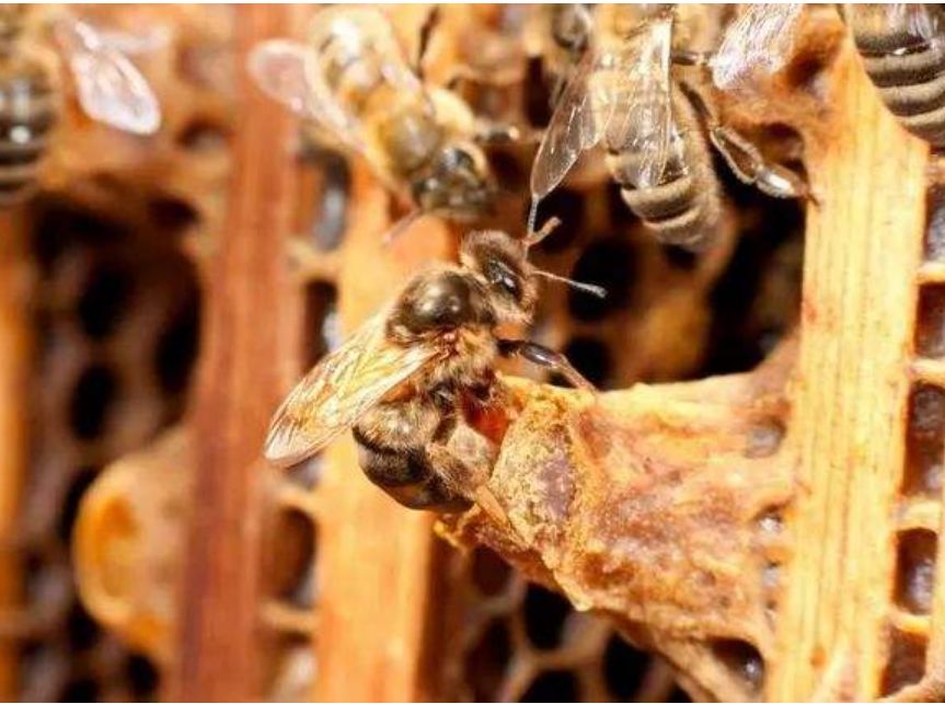 急造王台几天能出蜂王几天产卵（新蜂王从出王台到产卵需要多少天）