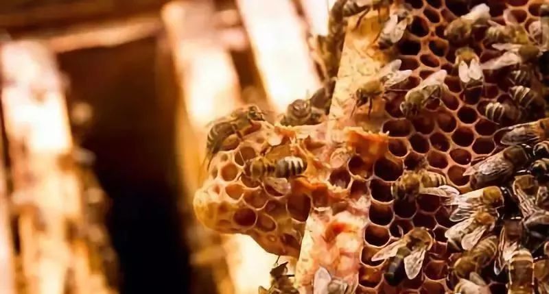 急造王台几天能出蜂王几天产卵（新蜂王从出王台到产卵需要多少天）