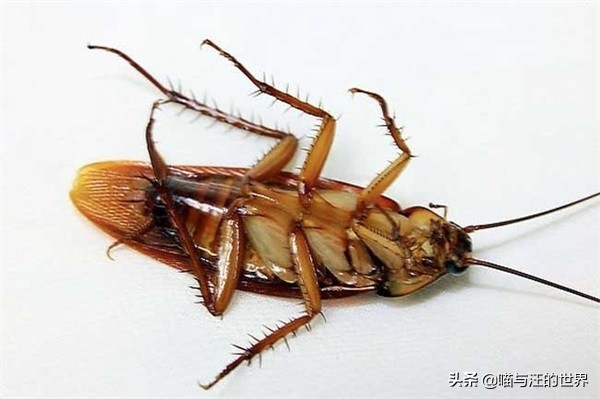 还在用拖鞋去打蟑螂爆浆的后果