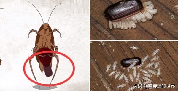 还在用拖鞋去打蟑螂爆浆的后果