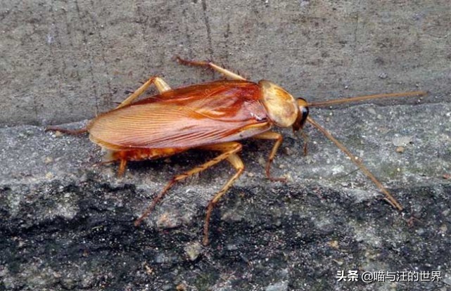 还在用拖鞋去打蟑螂爆浆的后果