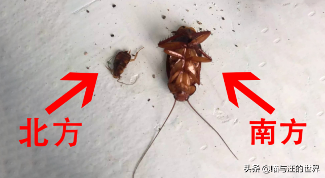 还在用拖鞋去打蟑螂爆浆的后果