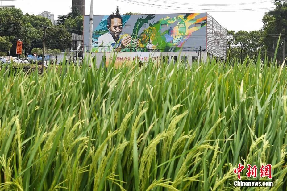 今天，袁隆平雕像前满是鲜花