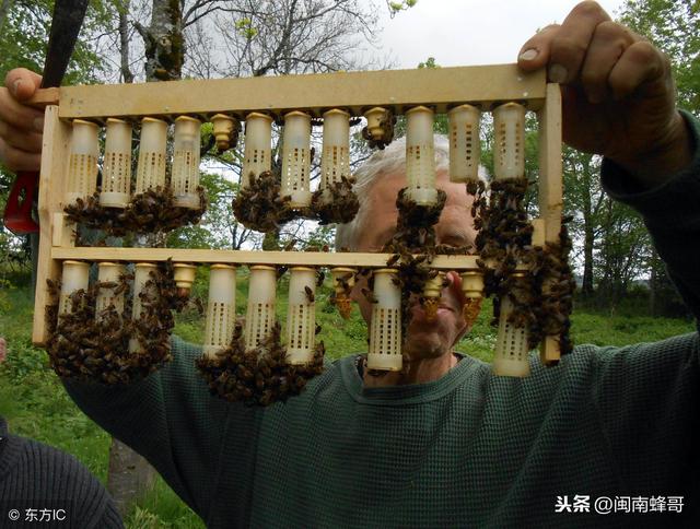 自动草稿 怎么养蜂王 – 怎么养蜂王宝宝