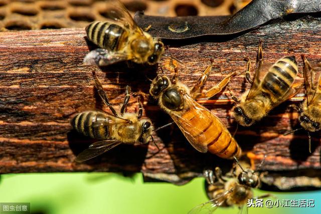 自动草稿 蜜蜂只有蜂王怎么养 – 蜜蜂只有蜂王怎么养活