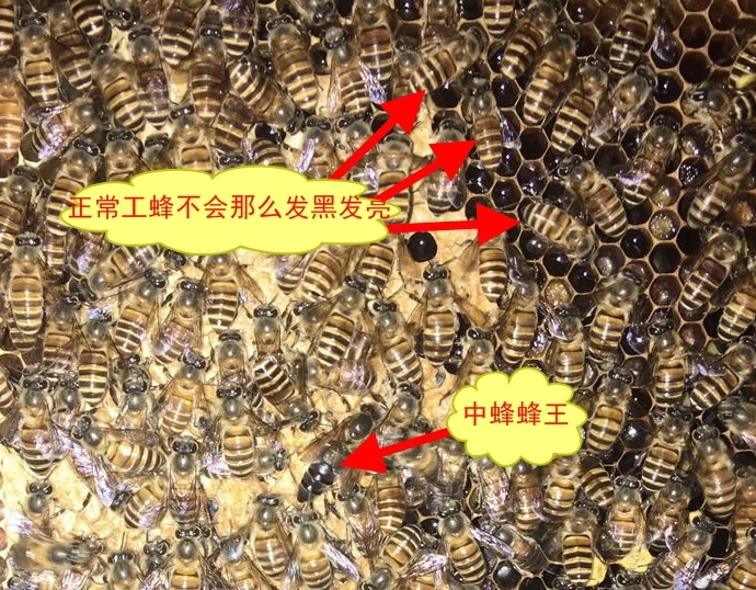 工产蜂和正常工蜂的区别（工蜂产的卵是什么蜂）