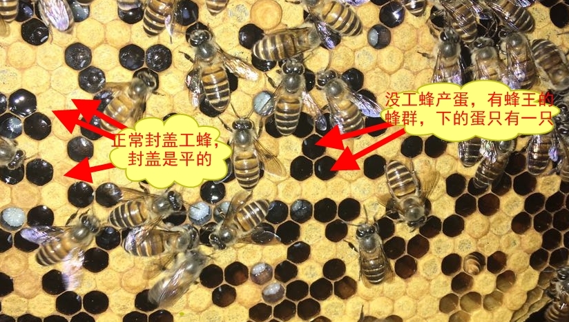 工产蜂和正常工蜂的区别（工蜂产的卵是什么蜂）