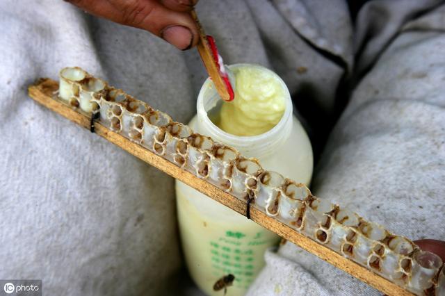 自动草稿 蜂皇浆怎么做 – 蜂皇浆怎么做面膜