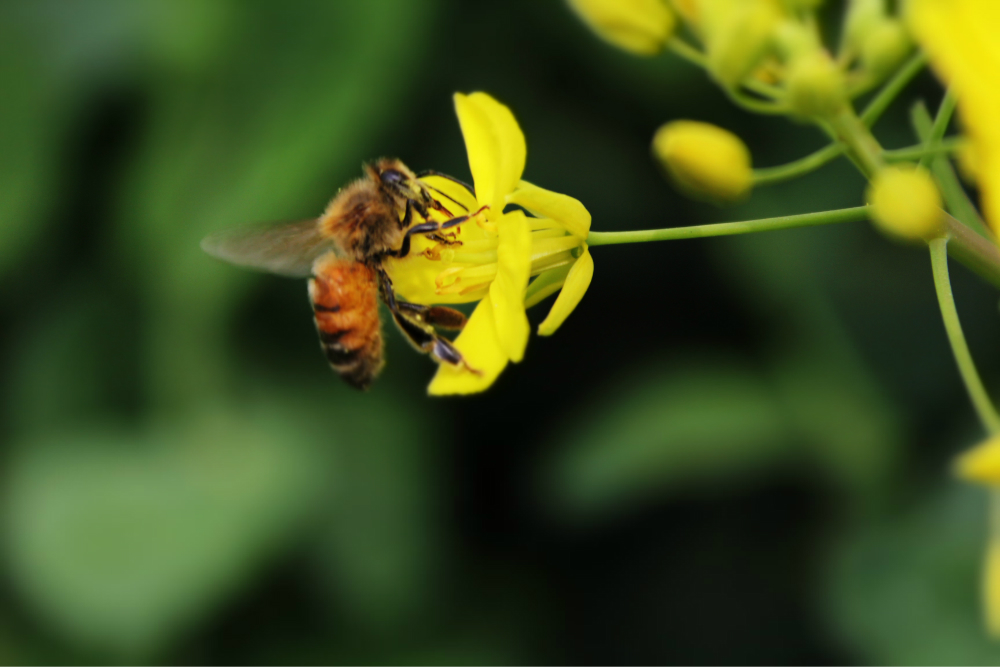 蜜蜂群的构成以及分工(蜜蜂群体的构成)