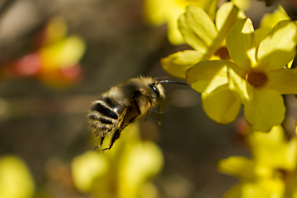 南方养什么蜂种最好（南方养蜜蜂用哪种蜂王好）