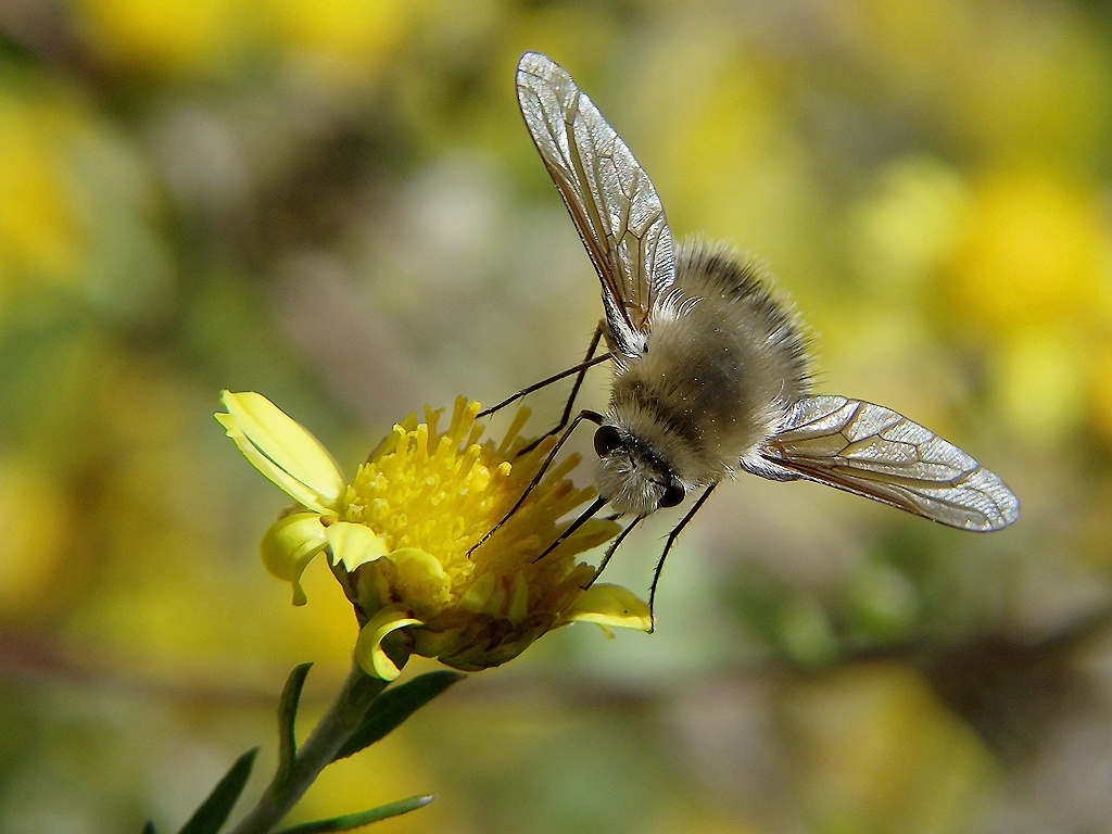 和蜜蜂长得差不多的是什么蜂(像蜜蜂各种蜂是什么蜂)