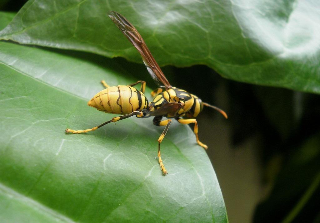 和蜜蜂长得差不多的是什么蜂(像蜜蜂各种蜂是什么蜂)