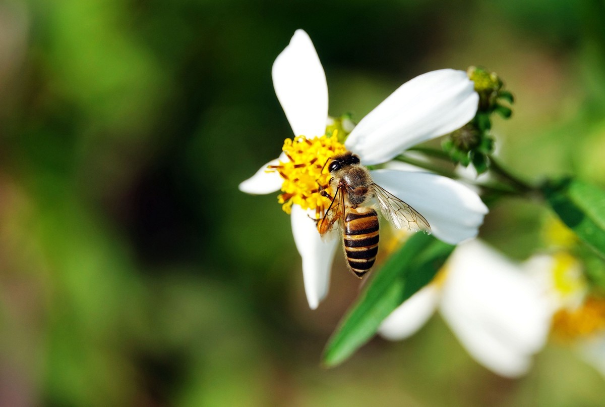 蜜蜂什么时候可以开始养(什么时候养蜜蜂最合适)