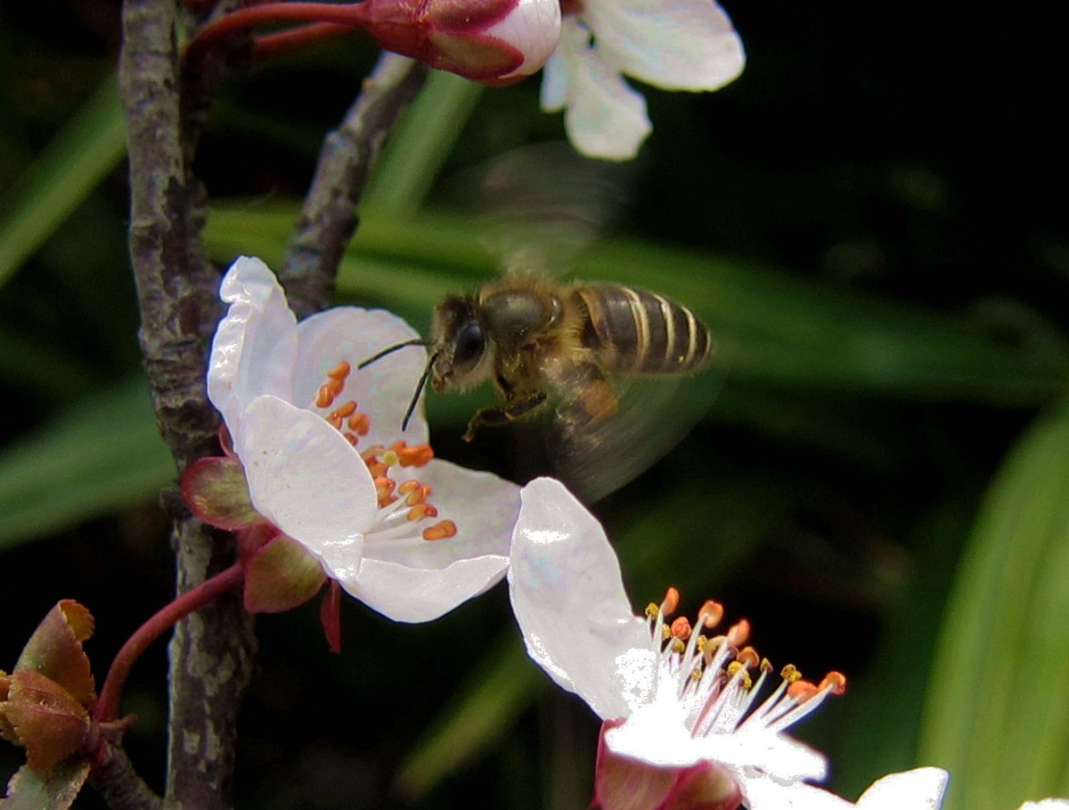 蜜蜂什么时候可以开始养(什么时候养蜜蜂最合适)