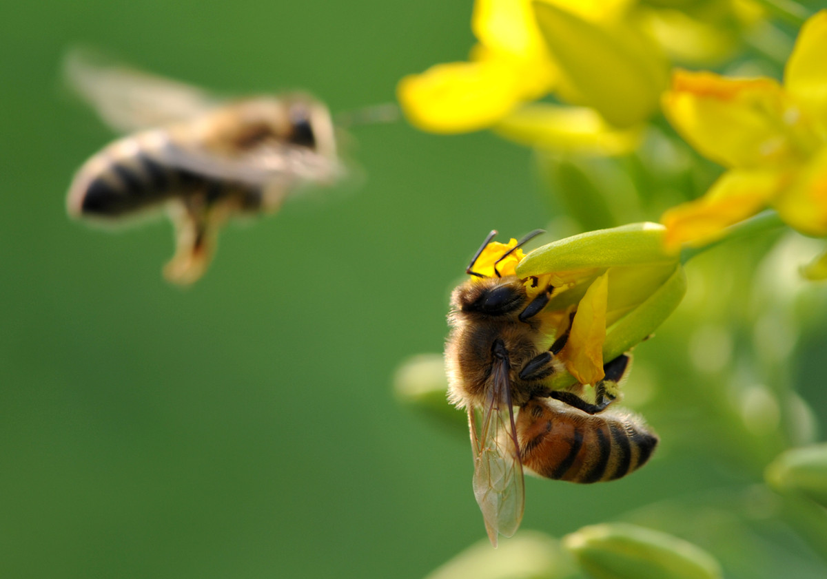 蜜蜂什么时候可以开始养(什么时候养蜜蜂最合适)