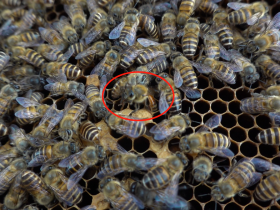 新手养蜂如何分辨工蜂产卵 – 蜜蜂工蜂产卵的处理方法