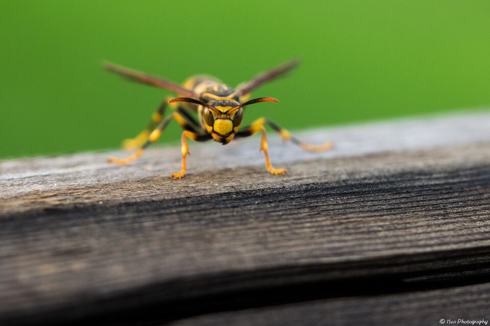 孕妇梦见黄蜂是什么预兆(孕妇梦见一只黄蜂在追自己)