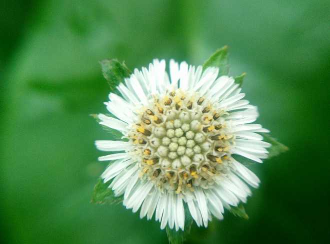 蜜蜂的花粉是干嘛用的(蜜蜂用花粉来干嘛)