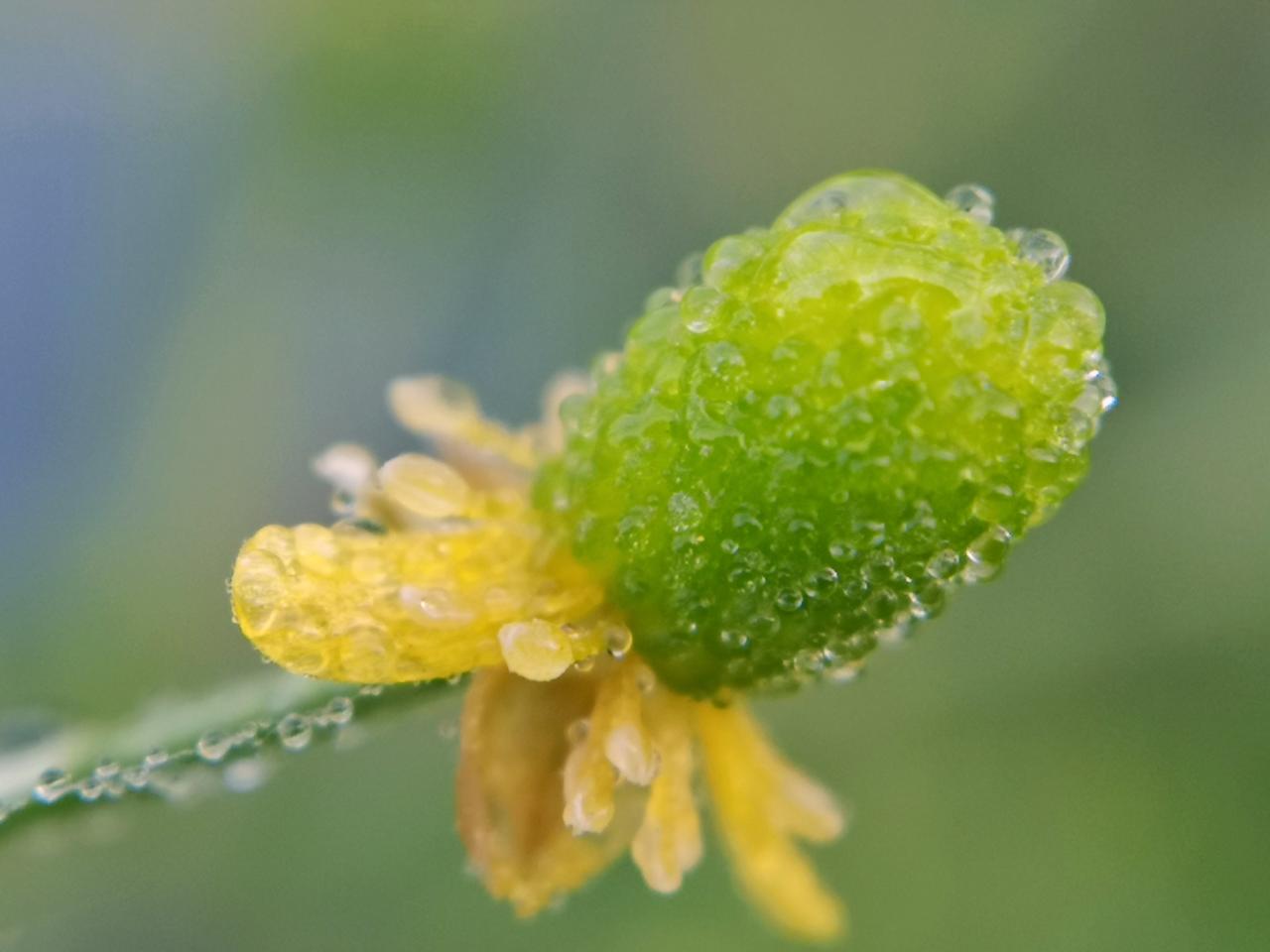 蜜蜂的花粉是干嘛用的(蜜蜂用花粉来干嘛)