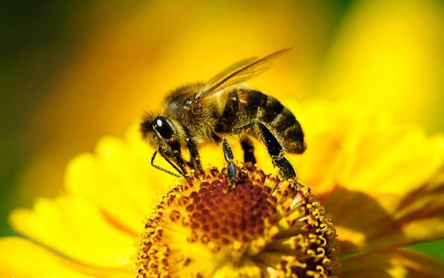 蜂群能培育出几种颜色的工蜂(蜜蜂都有什么颜色)