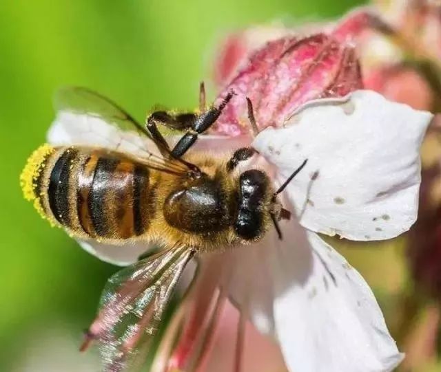蜂群能培育出几种颜色的工蜂(蜜蜂都有什么颜色)