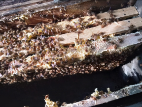 中蜂人工分蜂方法技巧 – 中蜂怎样人工分蜂比较好