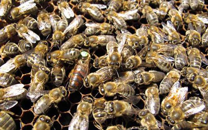 黑蜂吃什么食物(黑蜂蜂蜜适合什么人喝)