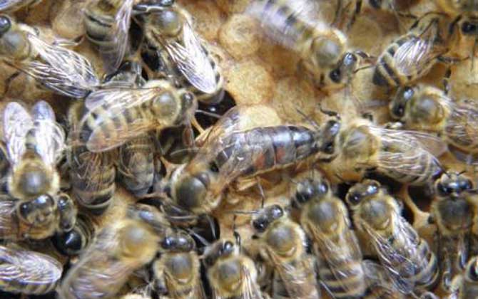 黑蜂吃什么食物(黑蜂蜂蜜适合什么人喝)